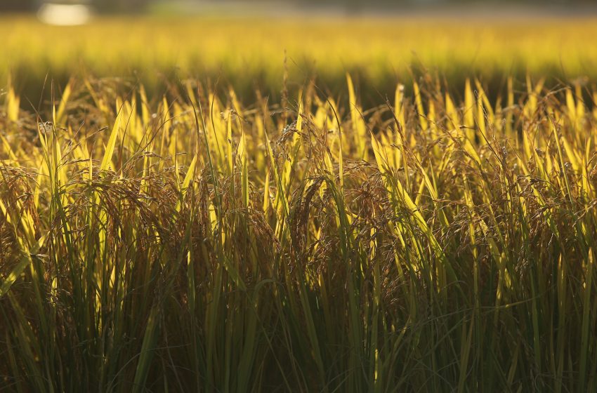  Sustentabilidade na produção de arroz no bioma Pampa terá painéis na Abertura da Colheita do Arroz