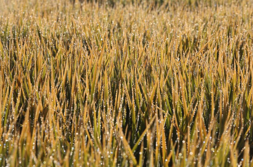Arroz para exportação alcança R$ 90 por saca após retomada das compras