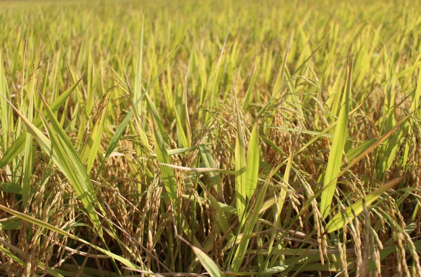  Com Fronteira Oeste na frente, colheita do arroz chega a 26,2% no Rio Grande do Sul