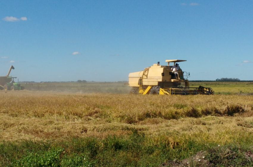  Evento debate estratégias para o futuro sustentável da produção de arroz irrigado no RS