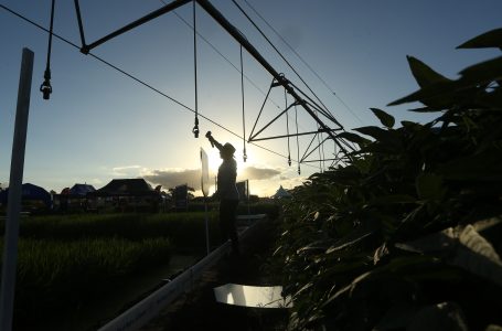 Integração lavoura-pecuária é um dos temas centrais. Foto: Paulo Rossi