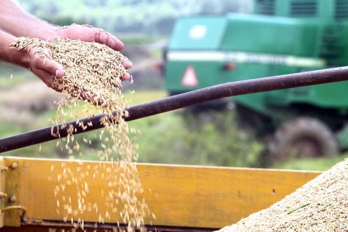  Área colhida com arroz em Santa Catarina se aproxima de 70%