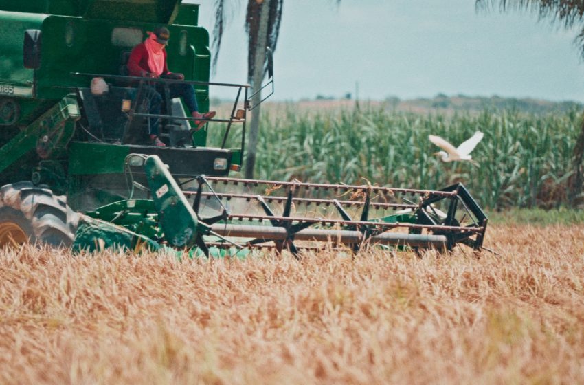 Produtores do Baixo São Francisco são capacitados em rizicultura irrigada