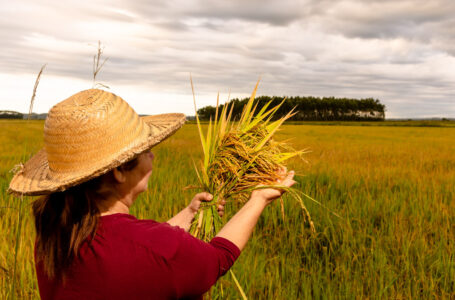 Produtores cultivam mais de 3 mil hectares de arroz orgânico (Foto: Tiago Gianichinni/MST)