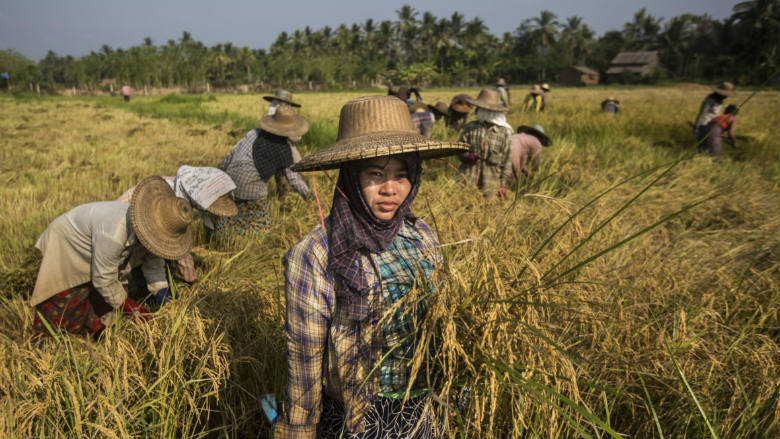  Preços do arroz recuam na Ásia à medida que a taxas da Índia prejudicam a demanda