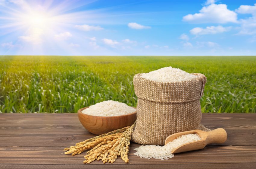 Selgron apresenta soluções para beneficiamento de arroz em evento internacional na Colômbia