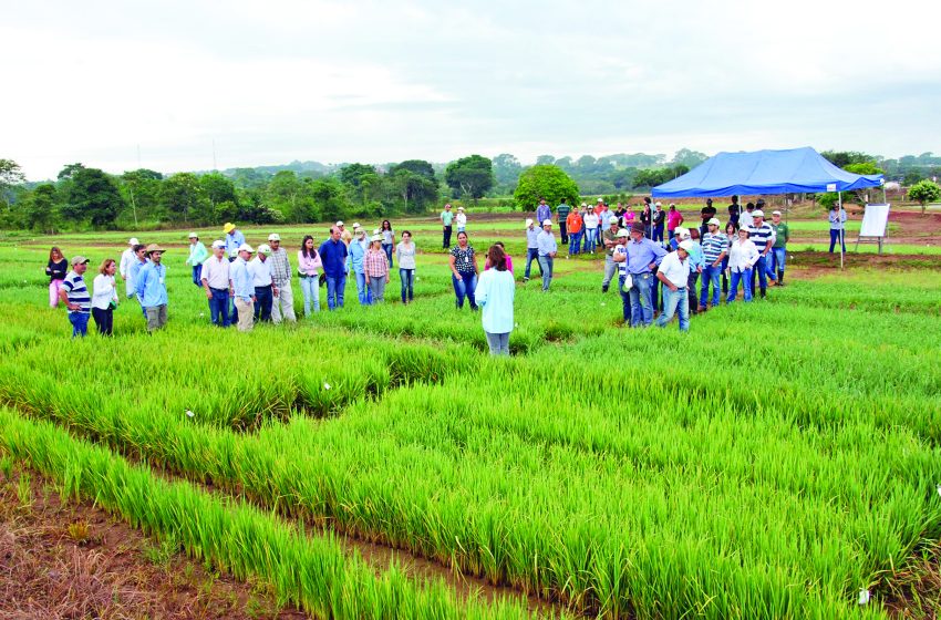  Os 50 anos da Embrapa Arroz e Feijão