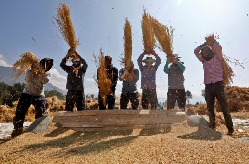  Escassez artificial do arroz expõe fragilidade da cadeia global
