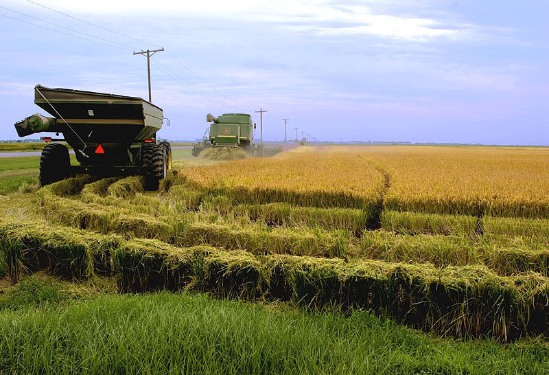 Conab anuncia medidas de apoio aos setores de arroz e feijão durante a Expointer