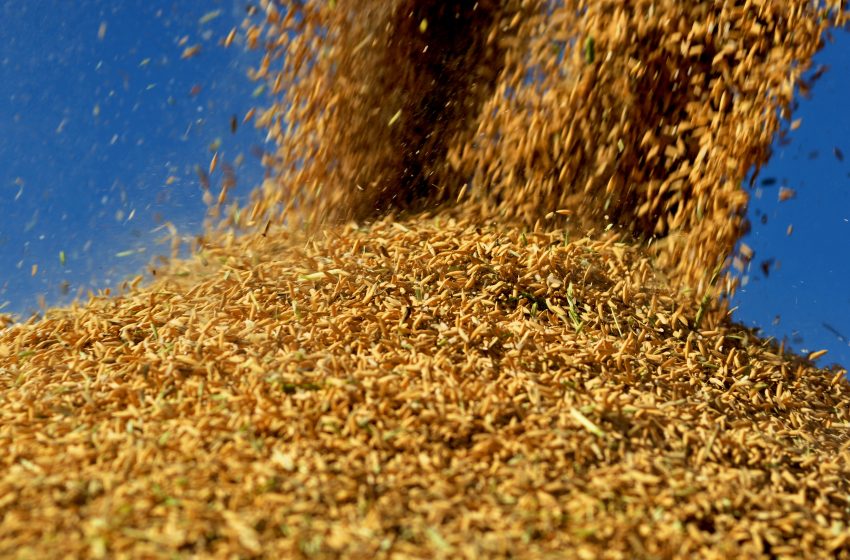  Preços caem 4,5% em maio para o arroz em casca. Na gôndola, 7% no ano.