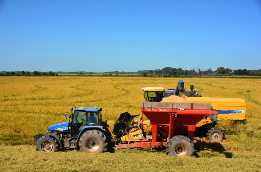  Apenas 2% dos 928 mil hectares de arroz semeados já foram colhidos no RS