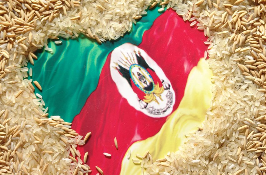  Mercado do arroz registra oscilações regionais e queda no indicador Cepea/Irga
