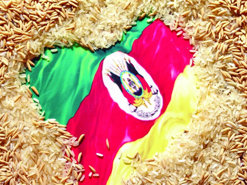 Arroz gaúcho: 67,3% da colheita brasileira
