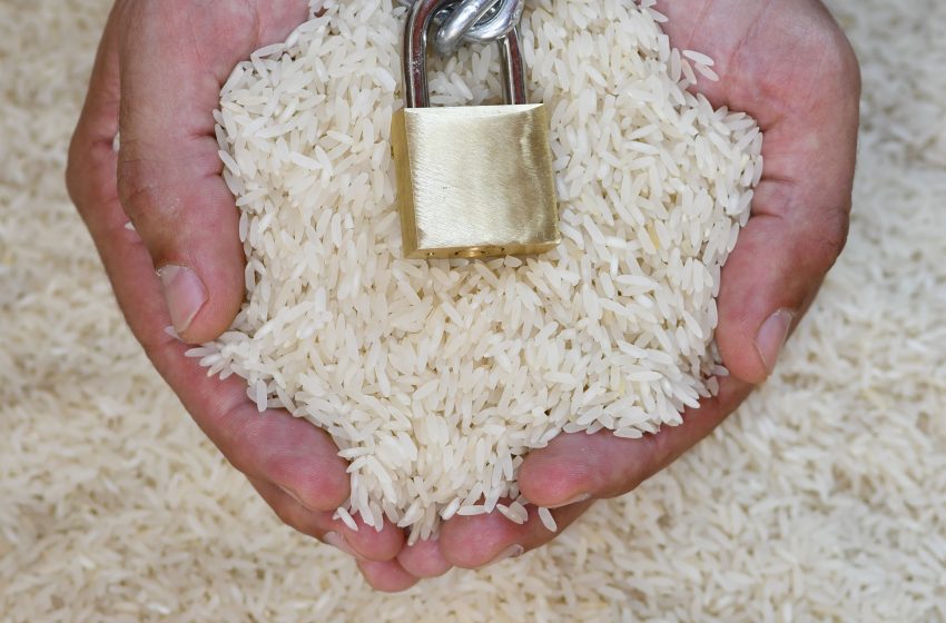  Tarifaço dos EUA reduz competitividade do arroz brasileiro em mercado estratégico