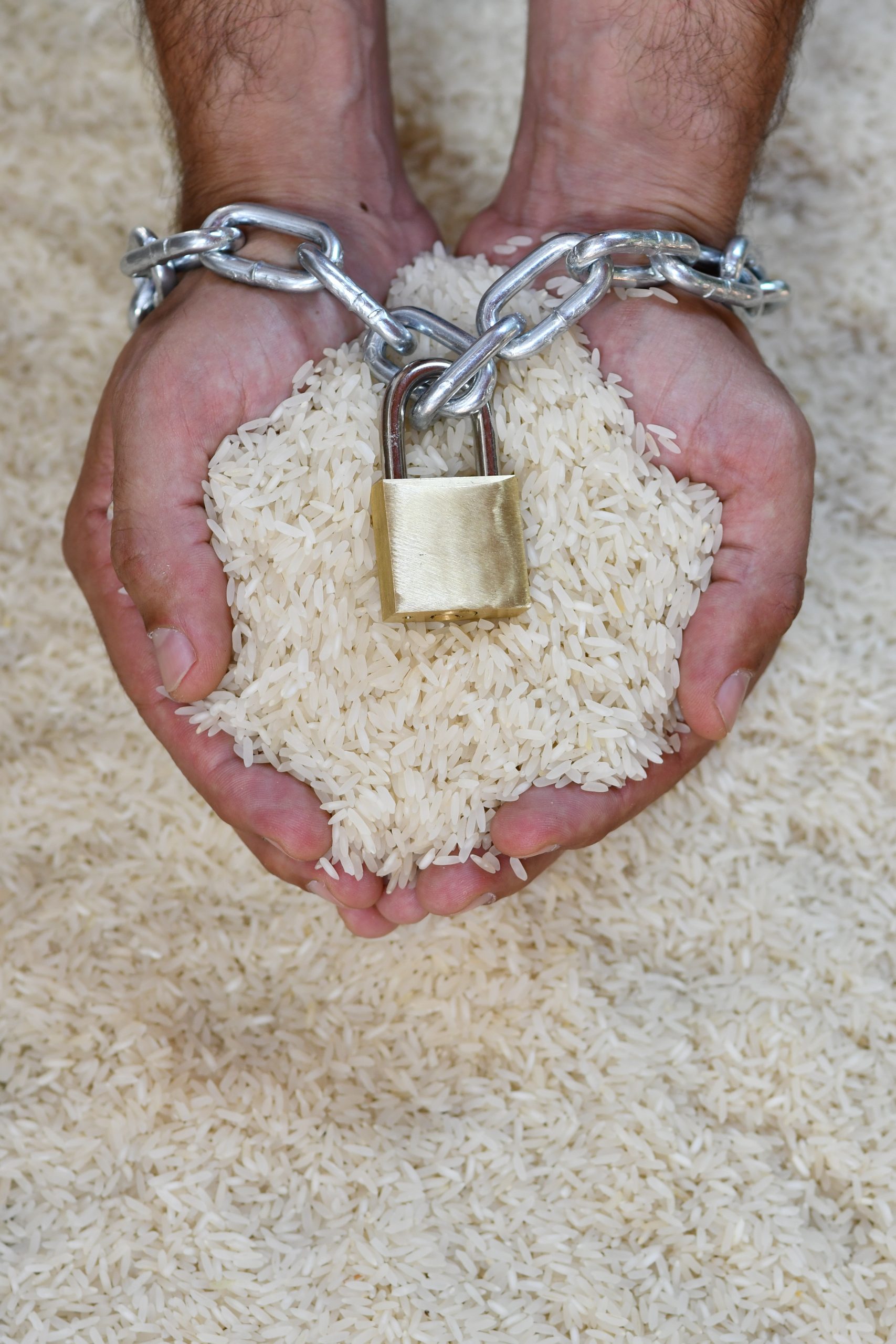 Trava dos EUA prejudica o arroz brasileiro. Foto: Robispierre Giuliani/Planeta Arroz
