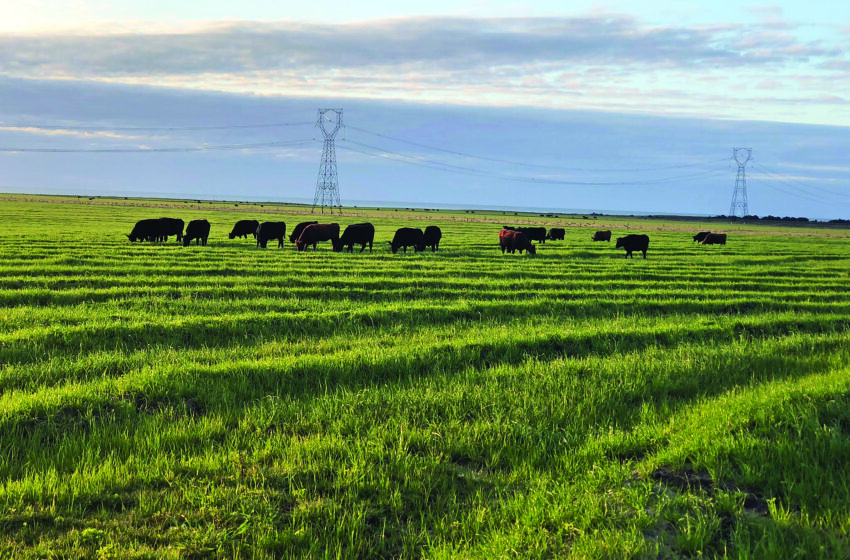 Tarde de Campo de Inverno Agrinova