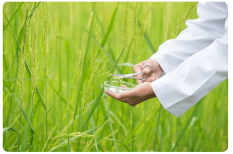 Evento passará a limpo as tecnologias e tendências da orizicultura
