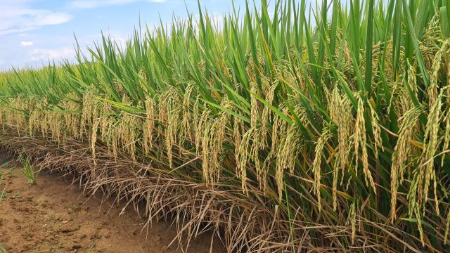  Frio afeta desenvolvimento de algumas áreas da lavoura de arroz gaúcha