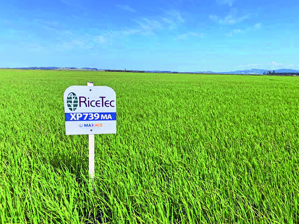  RiceTec e tecnologia  Max-Ace® na abertura da colheita