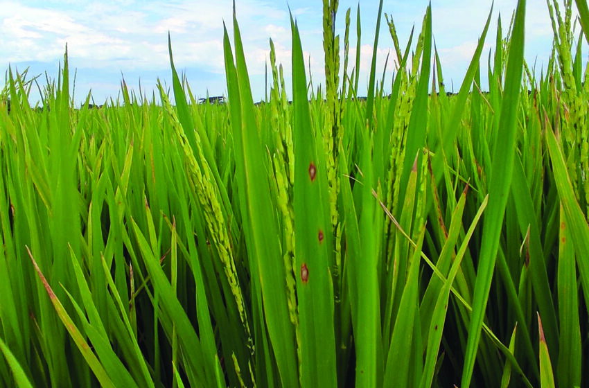  O novo cenário das terras baixas e o manejo de doenças do arroz irrigado no Rio Grande do Sul