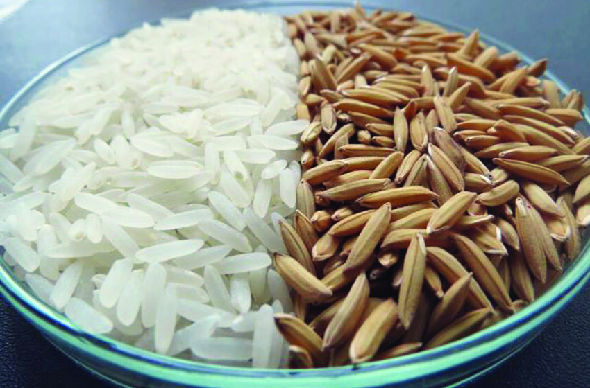  Epagri lança nova variedade de arroz