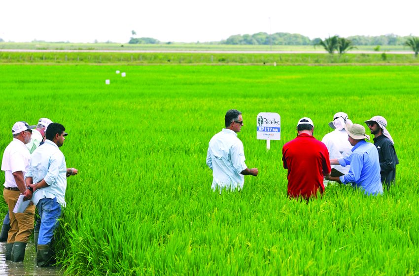  RiceTec apresenta XP117 Max-Ace®