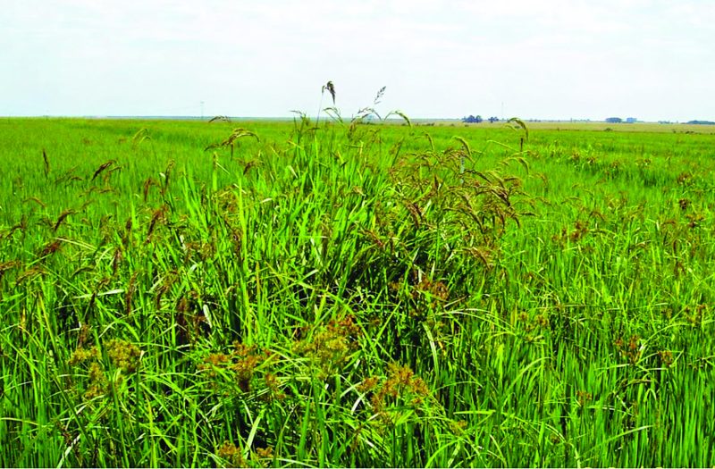 Capim-arroz é uma das invasoras resistentes a herbicidas
