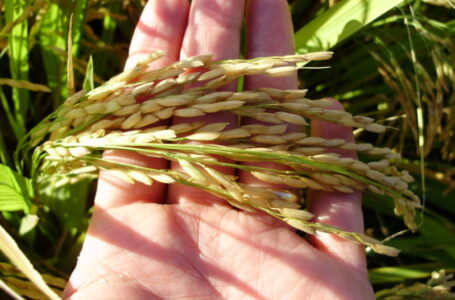 Colheita do arroz pode sofrer interferência da estiagem. (Foto: Divulgação)