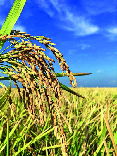  Costa Rica eliminará preços mínimos do arroz