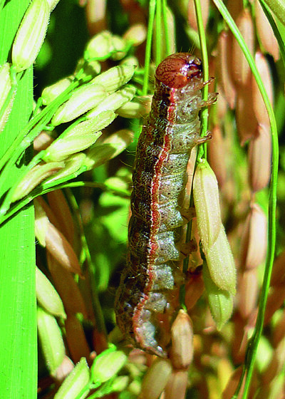 Ihara apresenta soluções para o cultivo do arroz e soja