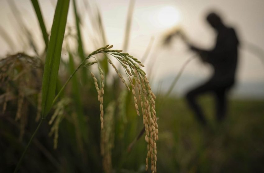  Preços do arroz alcançam menores níveis em 20 meses na Índia