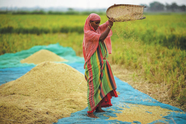 Colheitas da Índia: país asiático, maior exportador global de arroz, suspendeu as vendas