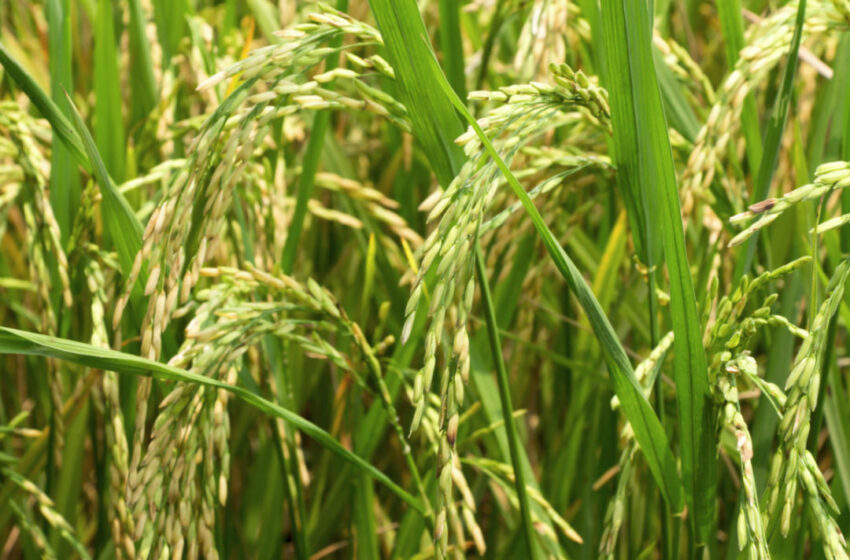  Clima favorável aumenta a produção de arroz em Bangladesh