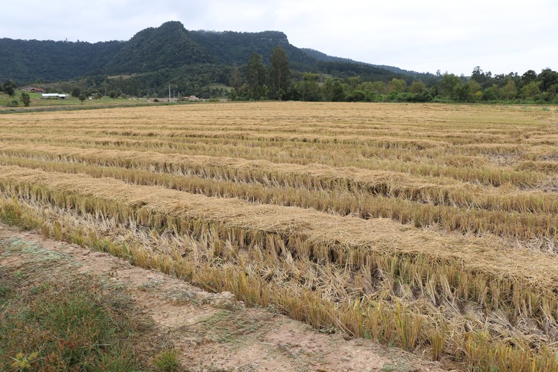  Papanduva entra no mapa do arroz em Santa Catarina