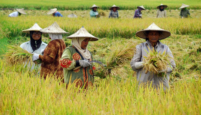  Tailândia deve ultrapassar o Vietnã como o segundo maior exportador mundial de arroz
