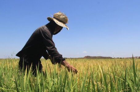 A produção de arroz neste ano é estimada em 5.600 toneladas, 40% a mais do que em 2020
Foto: Honório Barbosa
