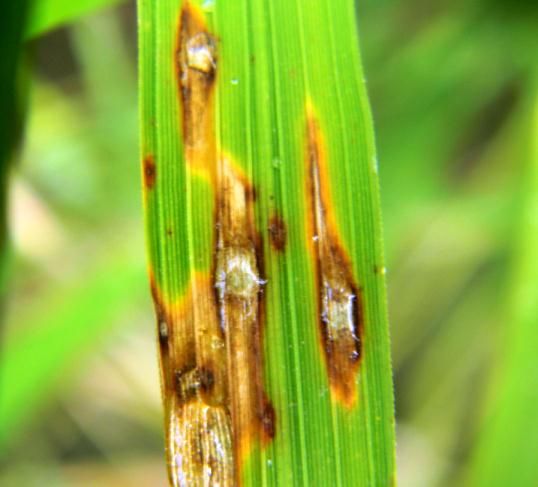  Sindiveg alerta: fungos afetam a produção de arroz