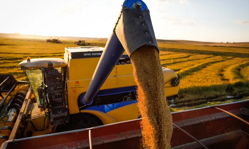  Mercado do arroz é pressionado pela intensificação da colheita e maior oferta