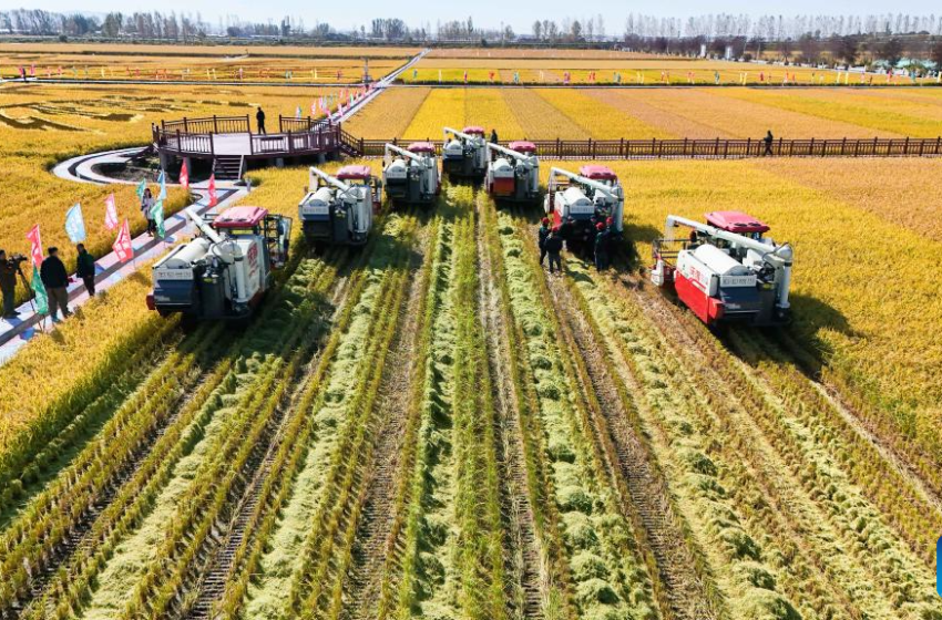  China define em 5,32 milhões/t a cota de importação de arroz