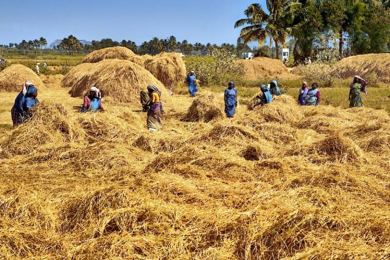  Como os conflitos geopolíticos globais estão remodelando o comércio do arroz Basmati