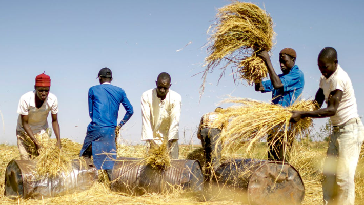  Demanda fraca mantém comércio internacional de arroz ainda morno