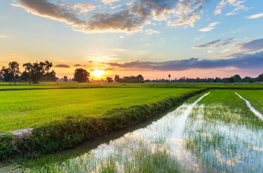  Exportações tailandesas de arroz devem atingir 9 Mt em meio à instabilidade climática