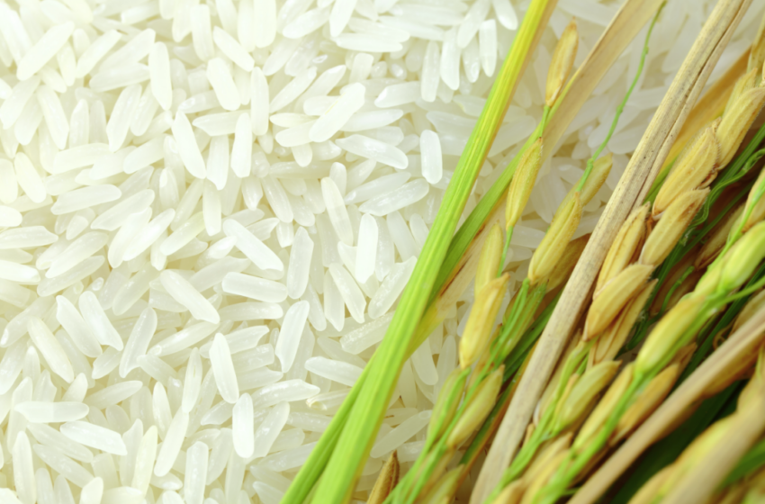  Filipinas poderá buscar arroz mais barato fora do sudeste da Ásia