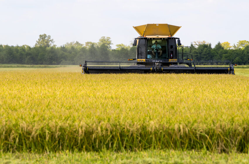  Safra de arroz dos EUA será grande, ao menos em tamanho