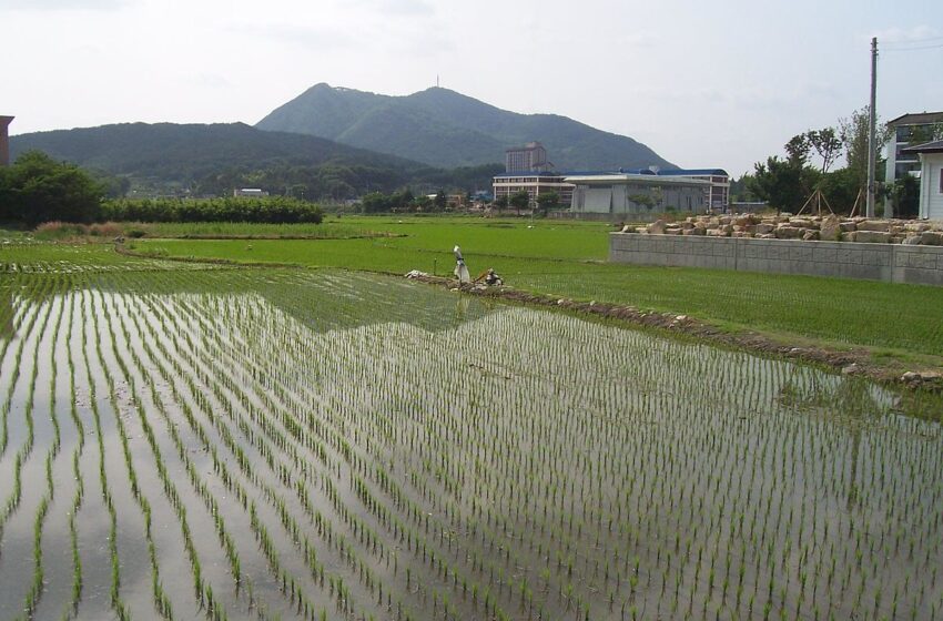  Produção de arroz da Coreia do Sul revisada para cima