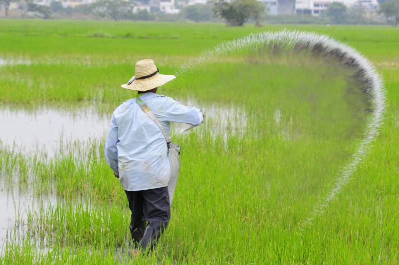  Produtores deixam de cultivar 14,5 mil hectares de arroz no Peru