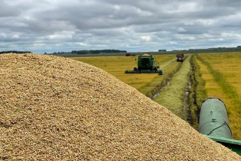  ACA termina de pagar o quarto fundo arrozeiro no Uruguai