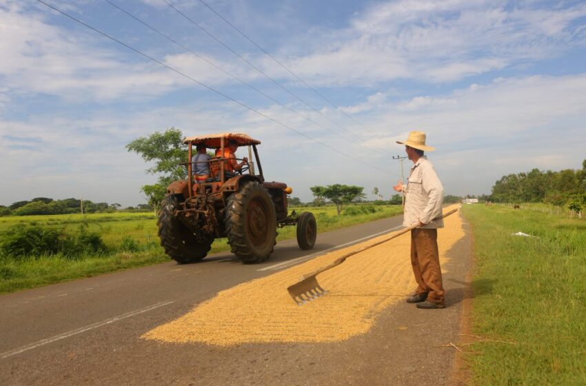 O setor privado se tornou o principal produtor de arroz em Cuba