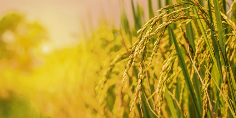  Saman busca certificar o tipo de produção de arroz no Uruguai