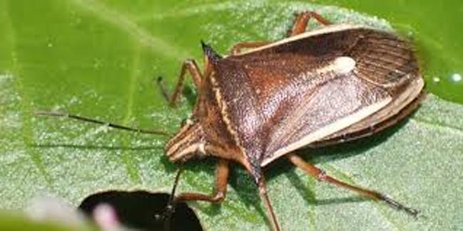 Descoberta inédita no Maranhão pode ajudar no controle natural de pragas do arroz